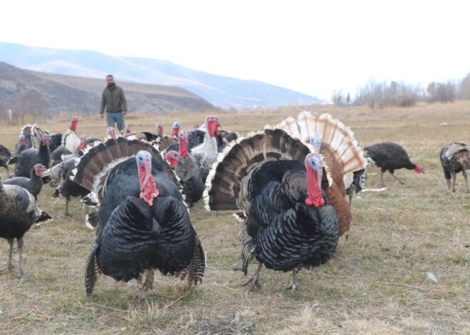 Hakkari’de yılbaşı öncesi hindiler satışa çıktı; fiyatı 4 bin lirayı buluyor